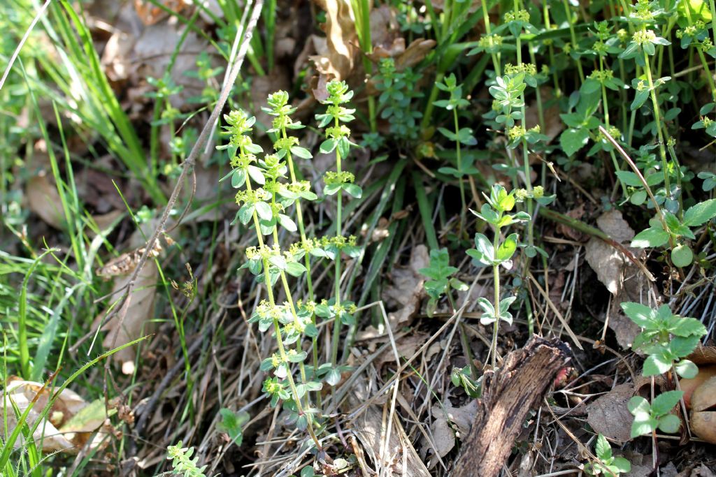 Cruciata glabra